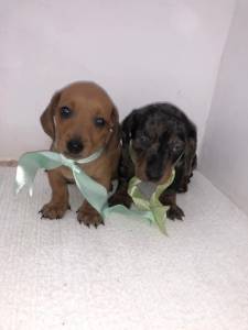 BASSET MINI TECKEL MACHOS PRETO CANELA E DOURADO PARC DEZ X ENTREGO HOJE CHAMA NO ZAP