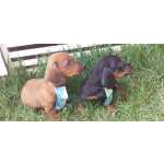 Dachshund BASSET MINI TECKEL MACHOS PRETO CANELA E DOURADO PARC DEZ X ENTREGO HOJE CHAMA NO ZAP Pernambuco Cotia