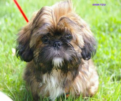 Lhasa apso