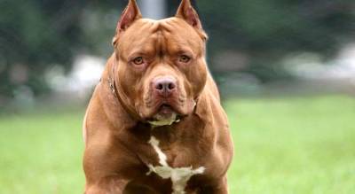 - Pit bull