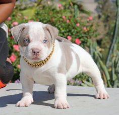 - Pit bull