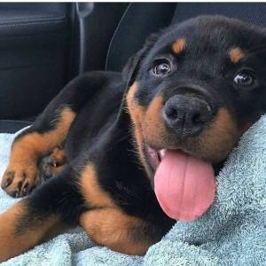 Rottweiler