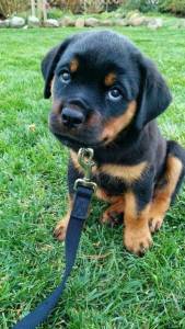 Rottweiler