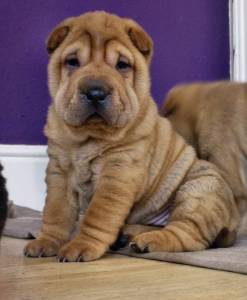 Sharpei- Lindos filhotes