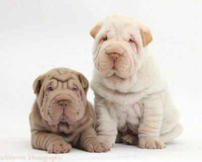 Sharpei- Lindos filhotes