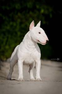 Bull terrier