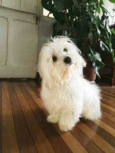 Coton de tulear