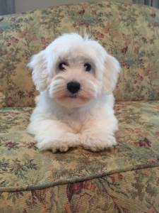 Coton de tulear