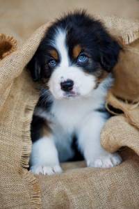 Bernese Mountain- Lindos filhotes