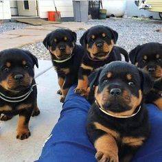 Rottweiler