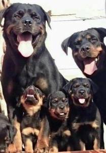 Rottweiler