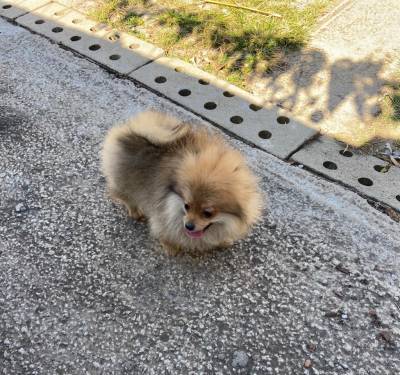 SPITZ ALEMO ANO LULU LINDOS MACHOS BAIXEI O VALOR PARC DEZ X ENTREGO HOJE CHAMA NO ZAP