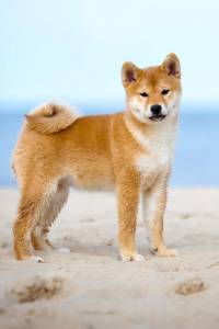 Shiba inu