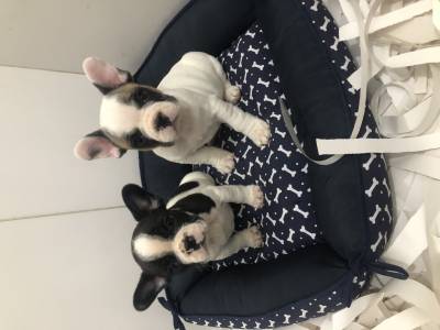 FILHOTES DE BULLDOG FRANCÊS PRONTA ENTREGA FILHOTES DE BULLDOG FRANCÊS PRONTA ENTREGA
