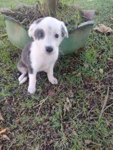 FILHOTES DE BORDER COLLIE DISPONVEL