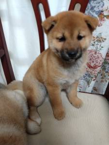 Shiba Inu