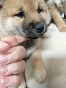 Shiba Inu