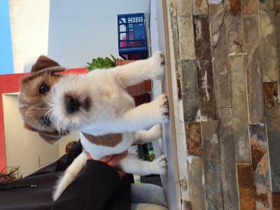 Jack Russell terrier plo cerdoso