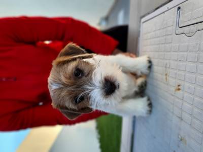 Jack Russell terrier plo cerdoso