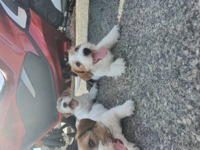Jack Russell terrier plo cerdoso
