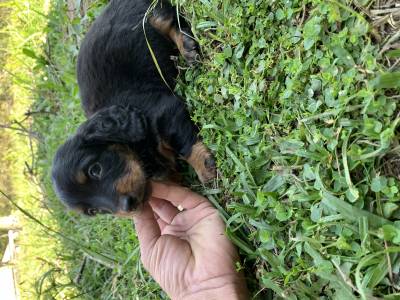 Dachshund teckel miniaturas e kanichens pelo longo