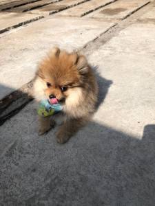 SPITZ ALEMO ANO LULU UM ULTIMO LINDO MACHOS BAIXEI O VALOR PARC DEZ X ENTREGO HOJE CHAMA NO ZAP