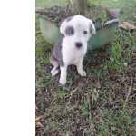 Border Collie LTIMA FMEA DE BORDER COLLIE DISPONVEL So Paulo Granja Viana