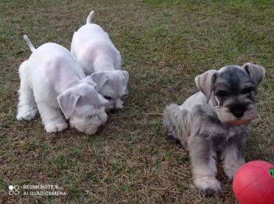 Schnauzer Miniatura Filhotes