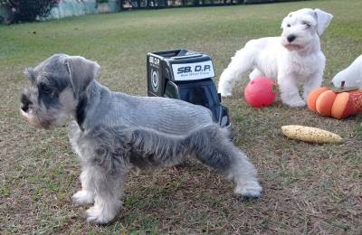 Schnauzer Miniatura Filhotes