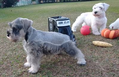 Schnauzer Miniatura Filhotes