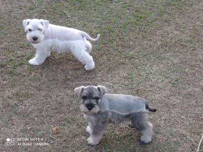 Schnauzer Miniatura Filhotes