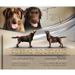 Retriever Do Labrador LABRADOR CHOCOLATE