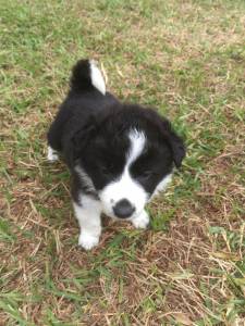 BORDER COLLIE DISPONVEL