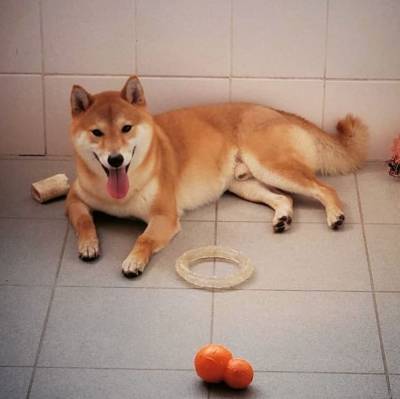 Shiba Inu