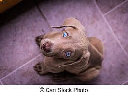 Weimaraner