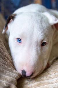 BULL Terrier