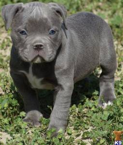 American  Bully