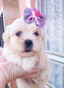 Lhasa Apso