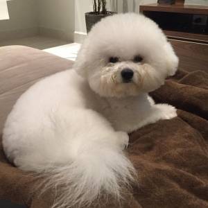 Bichon Frise