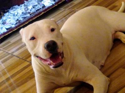 Dogo Argentino