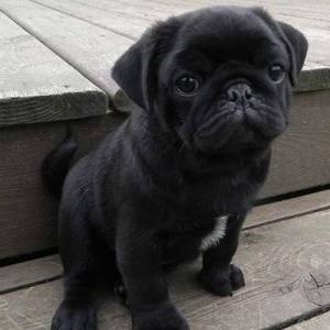 Pug- Lindos filhotes