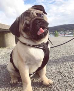 Pug- Lindos filhotes