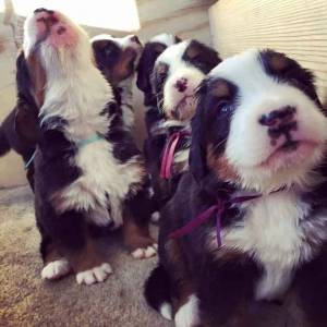 Bernese Mountain- Lindos filhotes