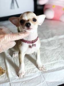 Chihuahua micro pelo curto fmea