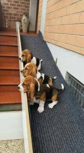 Basset Hound