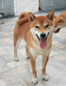 Shiba Inu