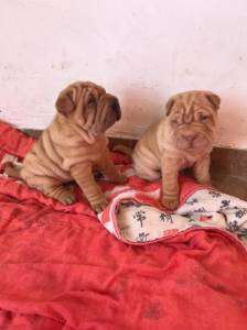 Sharpei