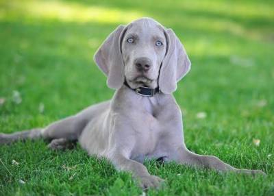 Weimaraner