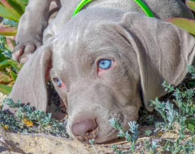 Weimaraner