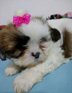 Lhasa Apso